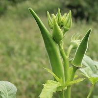 Blondy Okra Seeds for Home Garden Planting | Heirloom Non-GMO