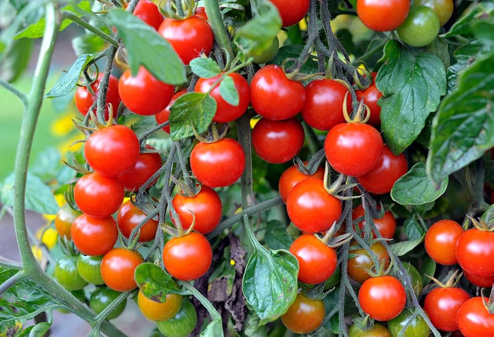 Red Bell Tomato Seeds for Planting-Heirloom & Non-GMO Seeds for planting