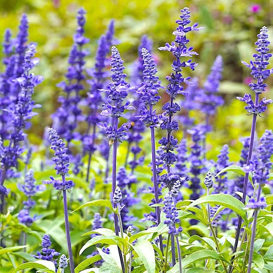 Sage Flower Seeds Heirloom Non GMO Planting - 100 pcs