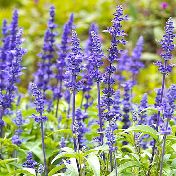 Sage Flower Seeds Heirloom Non GMO Planting - 100 pcs