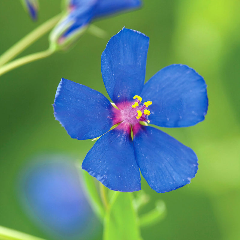 Pimpernel Anagallis Flower Seeds – Heirloom Non-GMO Seeds for Ground Cover Garden Planting