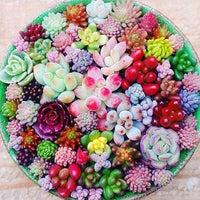 Yellow Red Heirloom Echeveria Plant Seeds, Non-GMO Rosette Succulents for Decorative Garden Planting