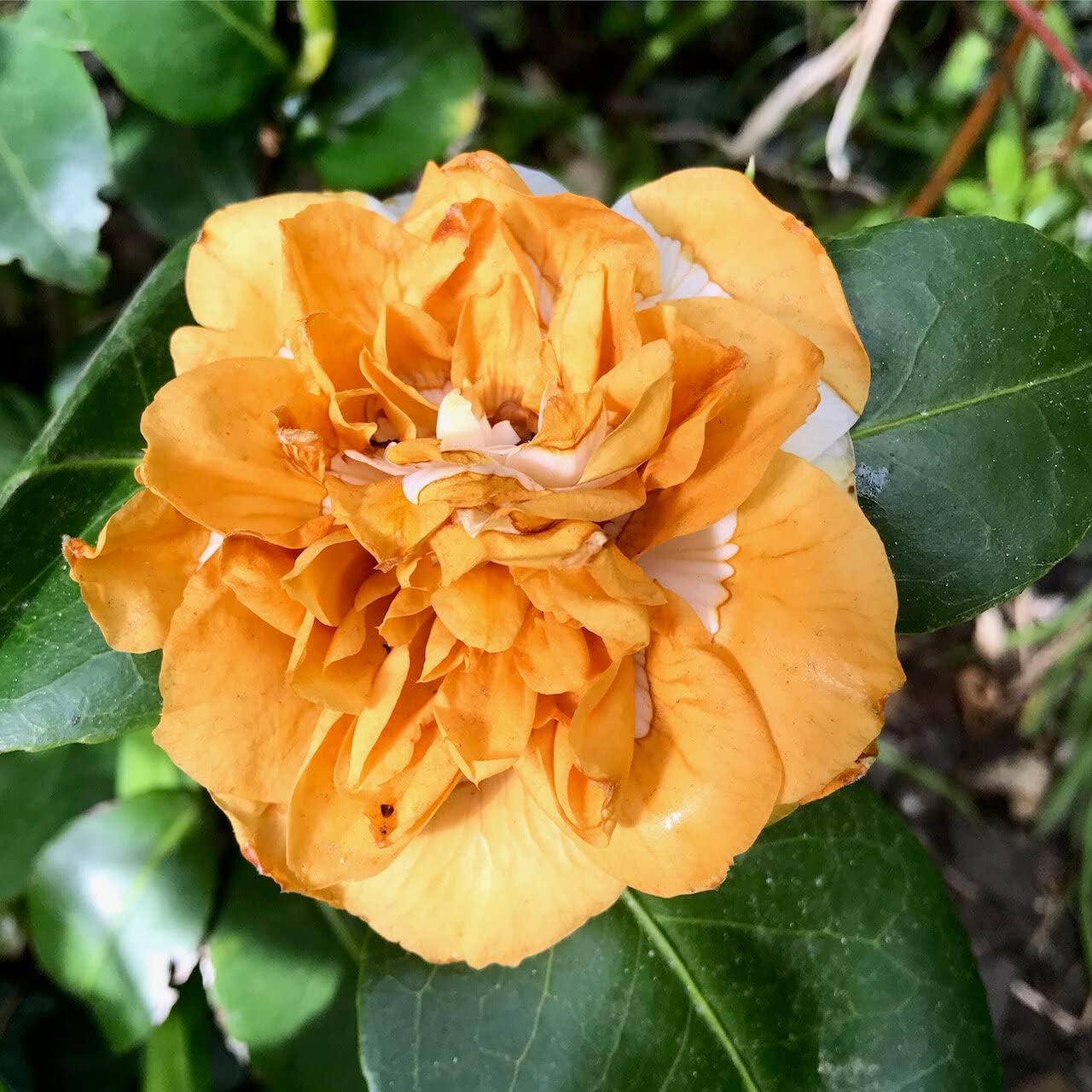 White (White scientific name) for planting in garden