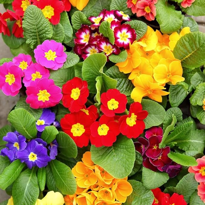 Organic Heirloom Non-GMO Malacoides Flower Seeds for Planting – Mixed Color Blooms