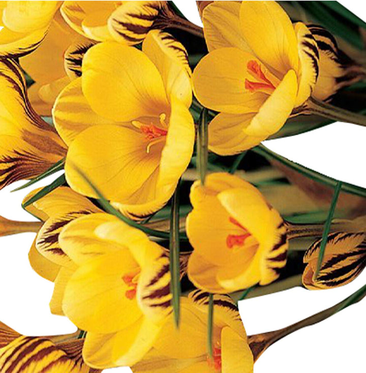 Heirloom Non-GMO Yellow Crocus Flower Seeds for Garden Planting – Early Spring Blooming Variety