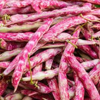 Pink White Bean Pinto Vegetable Seeds for Planting heirloom & Non-GMO Seeds