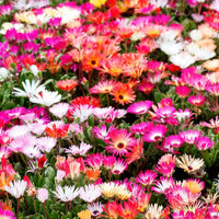 Mesembryanthemum Flower Seeds Heirloom Non GMO Planting - 100 pcs