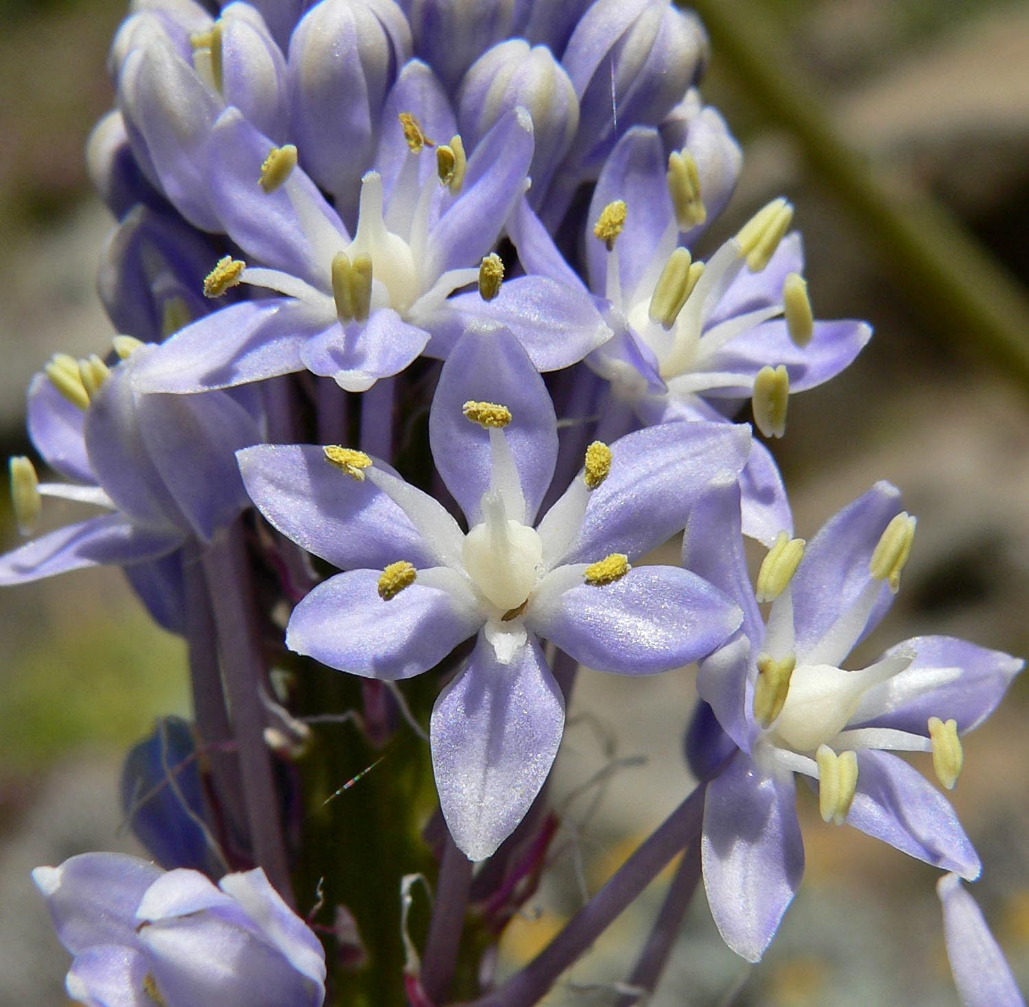 Merwilla Flower Seeds for Planting, Heirloom, Non-GMO