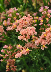 Organic Limonium Sinuatum Flower Seeds for Planting ƒ?? Heirloom, Non-GMO for planting in your garden.