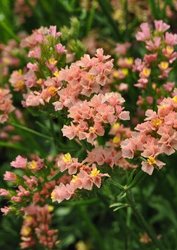 Organic Limonium Sinuatum Flower Seeds for Planting ƒ?? Heirloom, Non-GMO for planting in your garden.