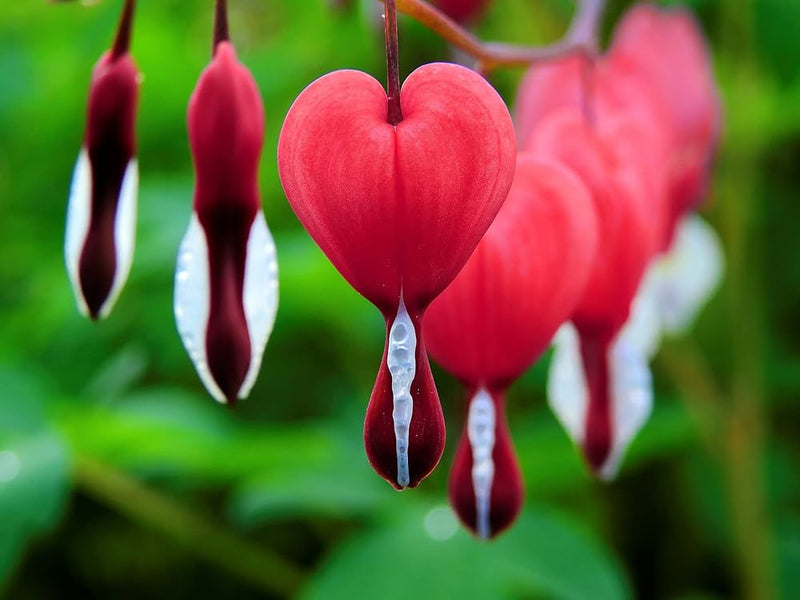 Bleeding Flower Seeds for Planting - 100 pcs for planting in your garden.