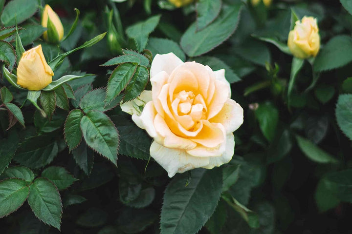 White Yellow Rose Plant Seeds for Planting Non-GMO Heirloom Garden Seeds for Growing Beautiful Flowers
