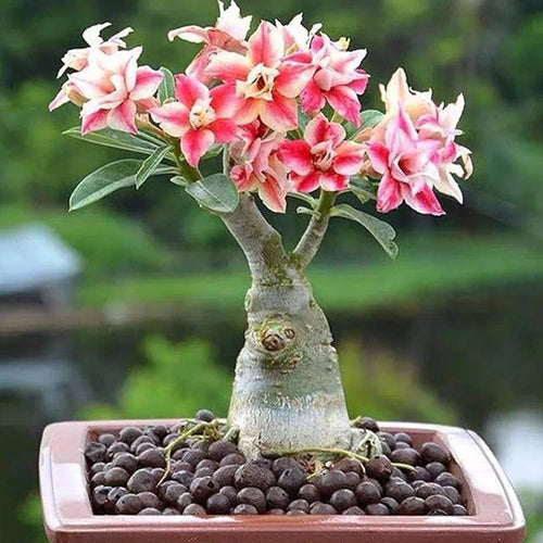 Adenium Flower Seeds Heirloom Non GMO Planting - 100 pcs