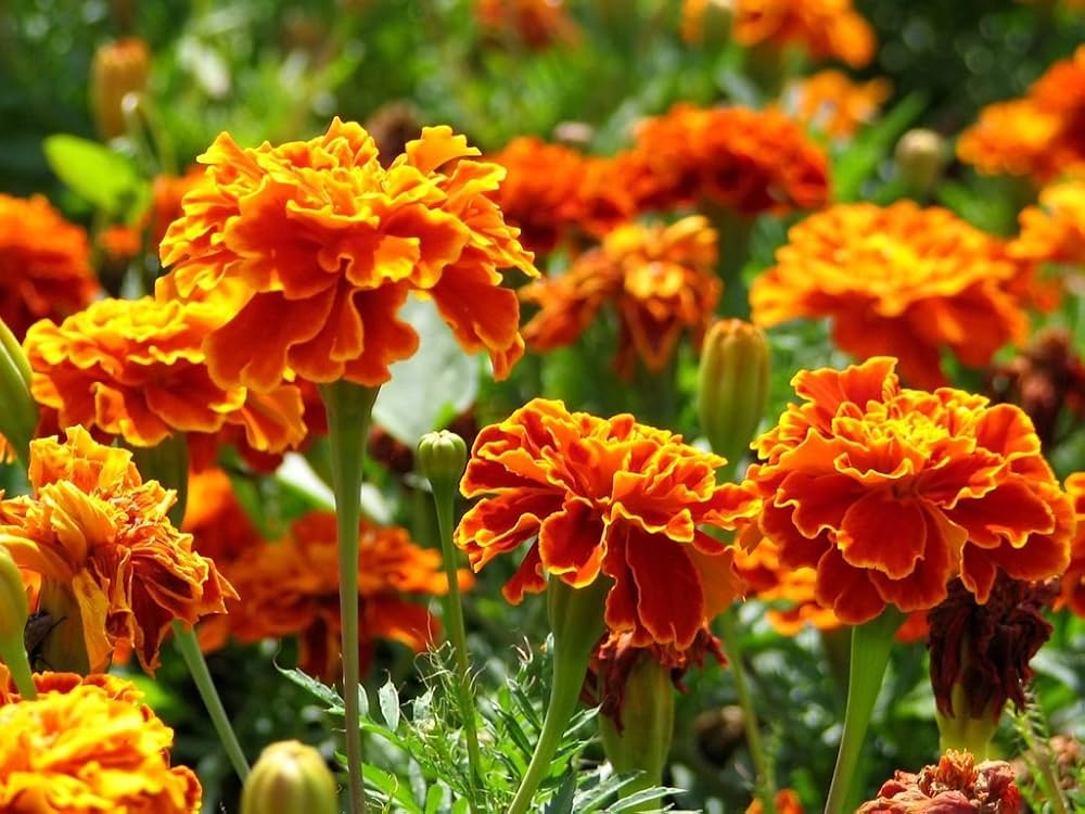 Heirloom Marigold Sparky Flower Seeds, Non-GMO Bright Blooms for Vibrant Garden Planting