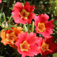 Red Rock Purslane Ruby Tuesday or Calandrinia Flower Seeds for Planting - 100 Pcs pcs