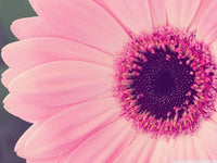 Baby Pink Sunflower Seeds for Planting â€“ Rare, Beautiful Blooms for Your Garden