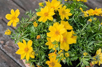 Bidens Flower Seeds for Planting, Fresh - NON GMO Seeds