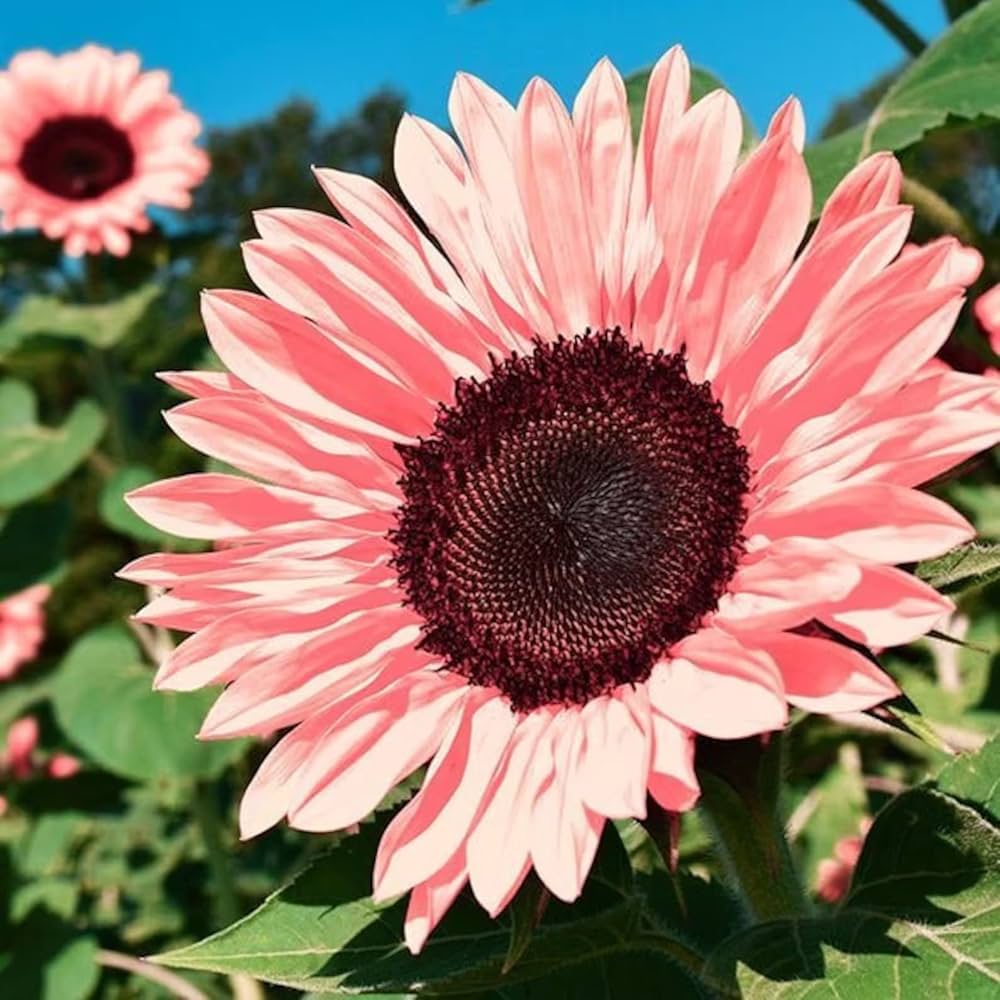 Pink Sunflower Seeds for Planting – Rare, Vibrant Blooms for Garden Beauty | Non-GMO Flower Seeds