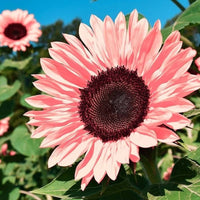 Pink Sunflower Seeds for Planting – Rare, Vibrant Blooms for Garden Beauty | Non-GMO Flower Seeds
