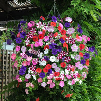Mixed Hanging Petunia Flower Seeds for Planting - Heirloom, NON-GMO Seeds for Vibrant Garden Blooms