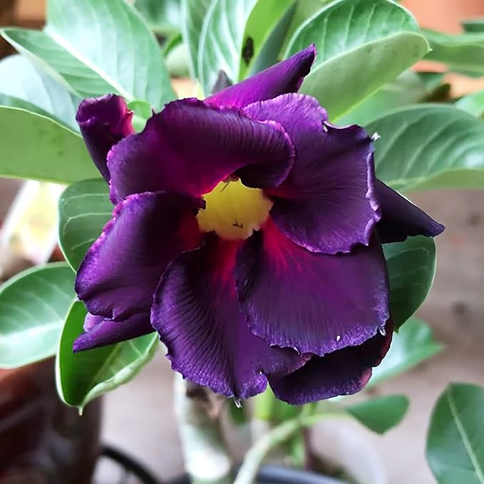 Heirloom Non-GMO Adenium Obesum Flower Seeds for Planting – Desert Rose Variety