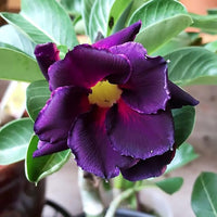 Heirloom Non-GMO Adenium Obesum Flower Seeds for planting in home garden