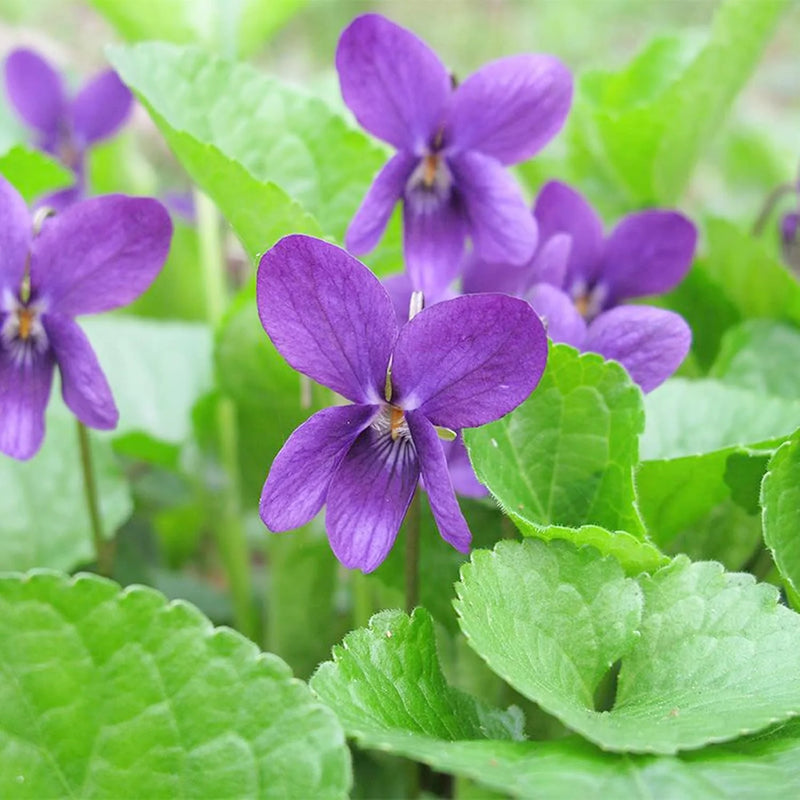 Viola Flower Seeds Heirloom Non GMO Planting - 100 pcs