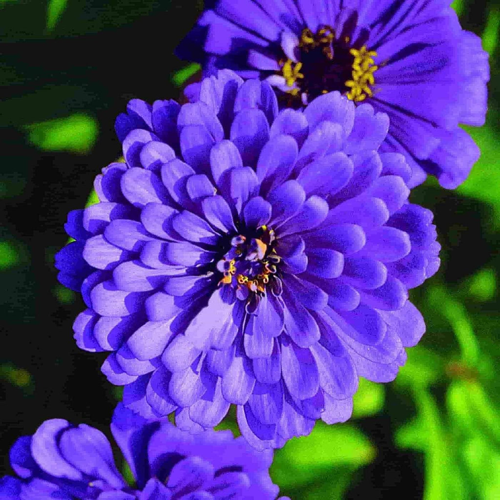 Blue Zinnia Flower Seeds for Planting â€“ Vibrant Blooms for Your Garden, Non-GMO for planting in home garden