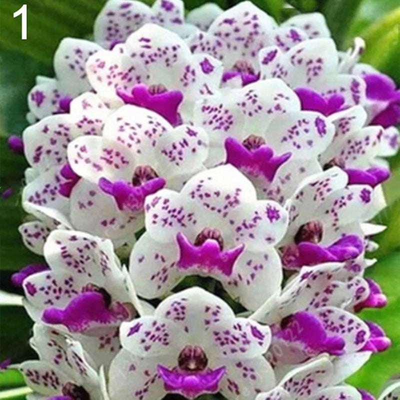 White Violet Cymbidium Flower Seeds for Planting, 100 pcs seeds for planting in home garden