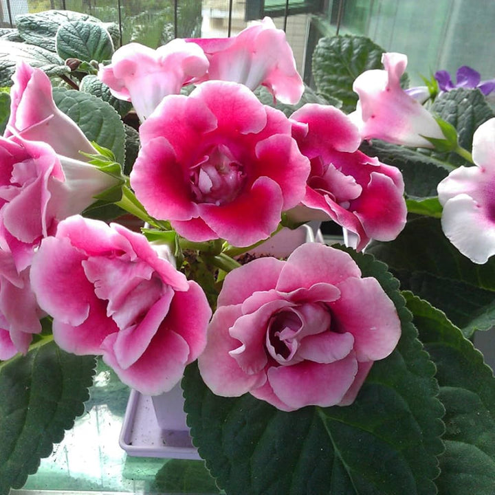 Pink White Saintpaulia Seeds for Planting ƒ?? Organic Heirloom Non-GMO Flower Seeds