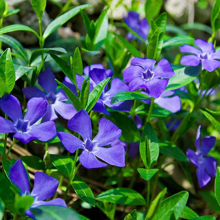 Blue Vinca Periwinkle Plant Seeds for Planting Non-GMO Heirloom Garden Seeds for Home and Outdoor Growing