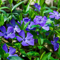 Blue Vinca Periwinkle Plant Seeds for Planting Non-GMO Heirloom Garden Seeds for Home and Outdoor Growing