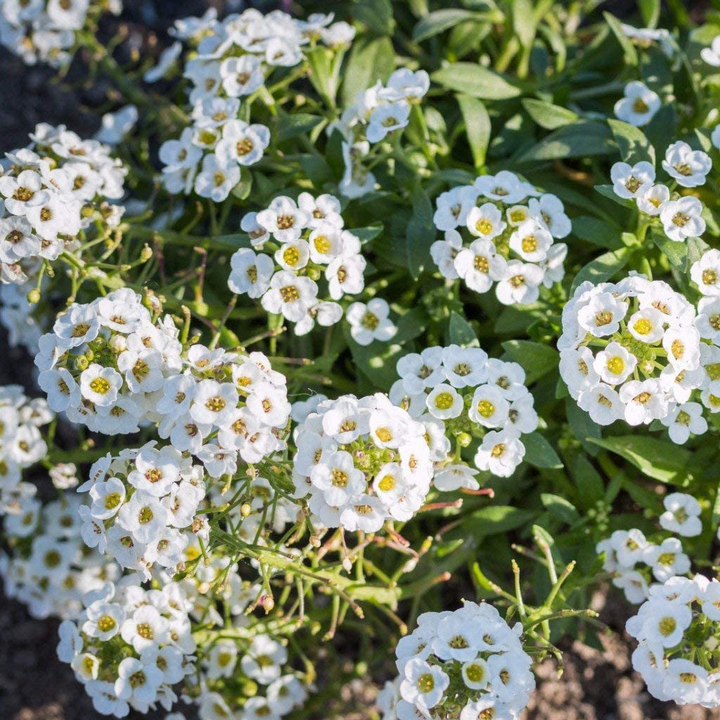 Burgundy White Dianthus Flower Seeds – Heirloom Non-GMO Blooms for Fragrant Garden Edges