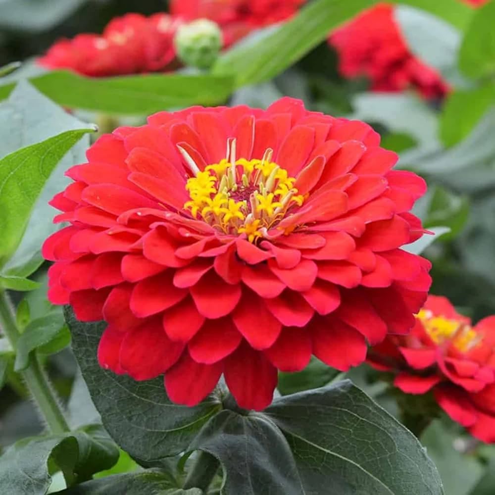 Single Petal Zinnia Mix Flower Seeds for Planting – Vibrant, Non-GMO Garden Flowers