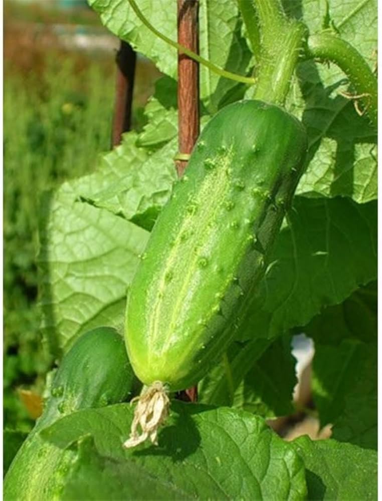 Cucumber Lyalyuk Mini Pickling Vegetable Seeds for Planting - heirloom & Non-GMO Seeds
