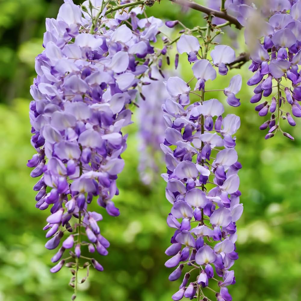 Heirloom Non-GMO Wisteria Flower Seeds for Planting – Fragrant Cascading Garden Vines