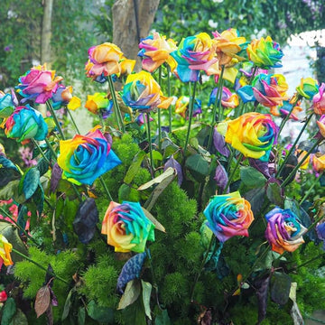 Exotic multicolor ornamental roses blooming in a home garden

