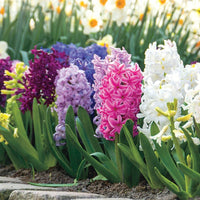 Hyacinth Flower Seeds for Planting, Multi-Colored, 100 pcs
