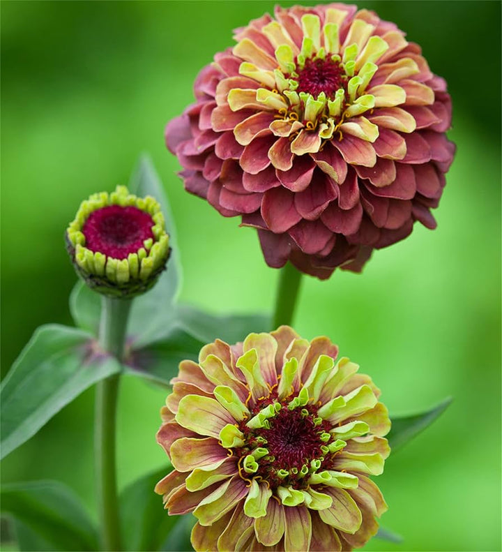 Queeny Lime Red Zinnia Flower Seeds for Planting – Vibrant, Non-GMO Garden Flowers