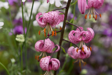 Lilium Martagon Flower Seeds Heirloom Non GMO Planting - 100 pcs for planting in home garden