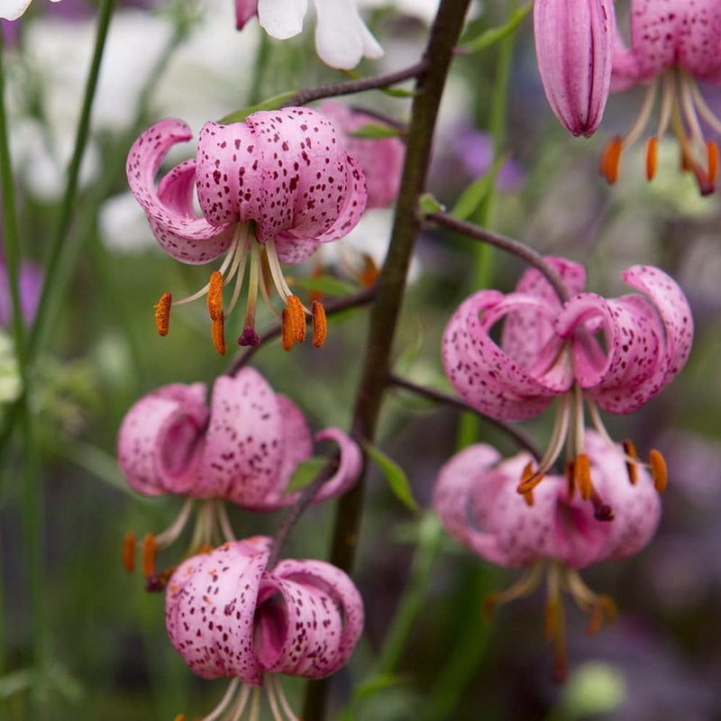 Lilium Martagon Flower Seeds Heirloom Non GMO Planting - 100 pcs for planting in home garden