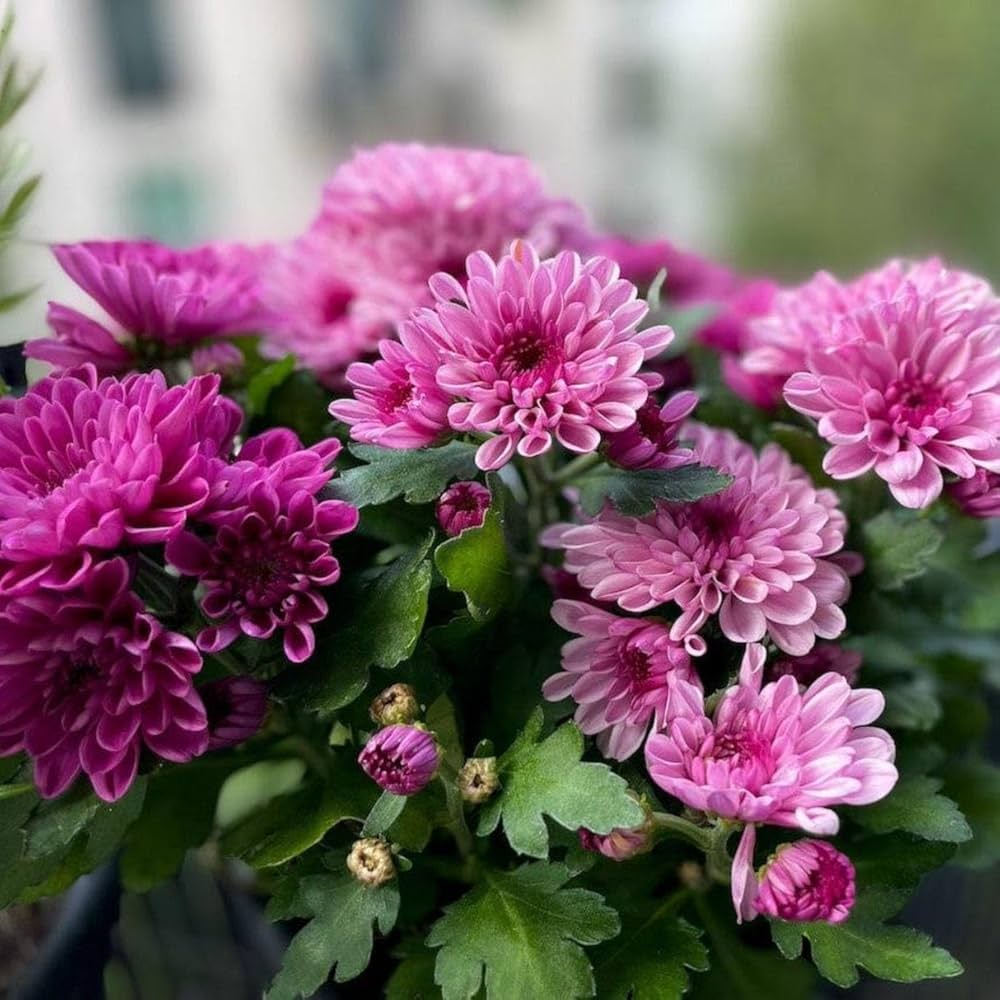 Heirloom Non-GMO Chrysanthemum Flower Seeds for Planting – Perennial Garden Blooms