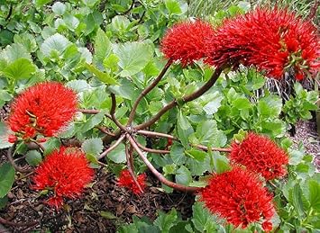 Greyia Sutherlandii Flower Seeds – Heirloom Non-GMO Seeds for Bold and Ornamental Garden Planting