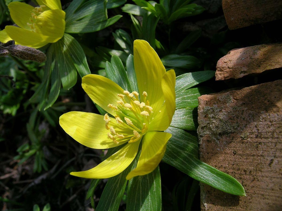 Hyemalis Flower Seeds for Planting - 100 pcs