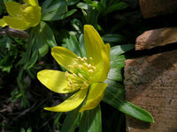 Hyemalis Flower Seeds for Planting - 100 pcs