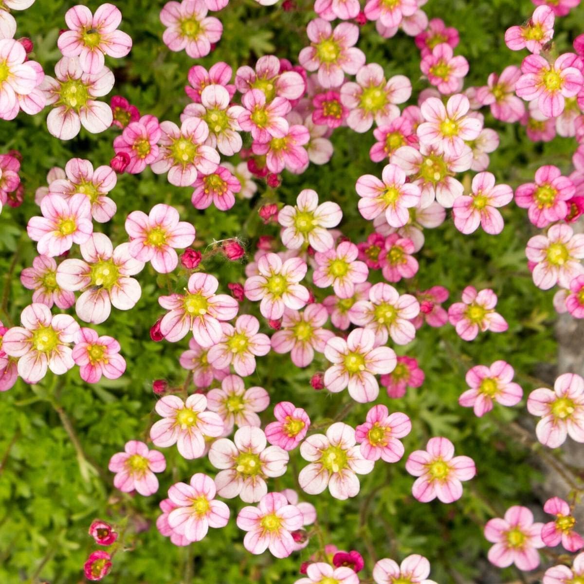 Light Pink Saxifraga Flower Seeds for Planting â€“ NON GMO Seeds