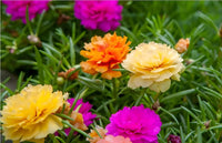 Portulaca Extra Double Mix flowers with bright multi-colored blossoms.