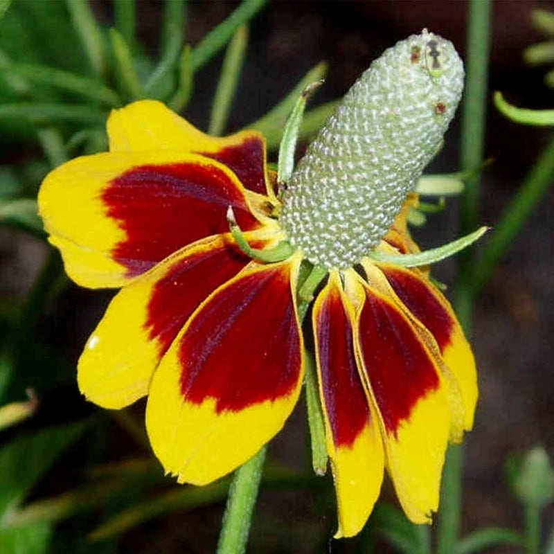 Heirloom Non-GMO Ratibida Columnifera Flower Seeds for Planting – Native Wildflower Garden Seeds