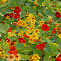 Capuchina Flower Seeds for Planting ƒ?? Organic, Heirloom, Non-GMO Nasturtium Seeds for planting in your garden.