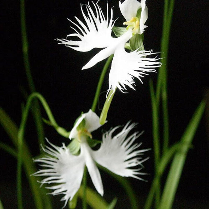 Egret Orchid Flower Seeds for Planting 100 pcs -Hierloom Flower Seeds